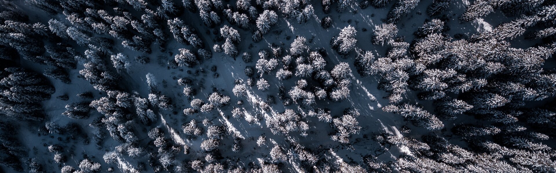 Wald im Winter